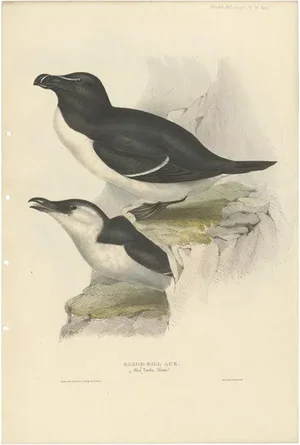 J. Gould, Razorbill, 1832, Paper