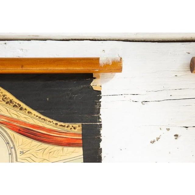 Human Anatomy Posters from allardi Publisher, 1950s, Set of 2 For Sale - Image 3 of 10