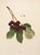 A magnificent original antique photogravure (print) of Ostheim Cherries by Ulysses Prentiss Hedrick (1870-1951). Superb...