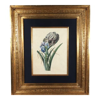 18th-Century Framed Watercolor of Mourning Iris and English Iris For Sale