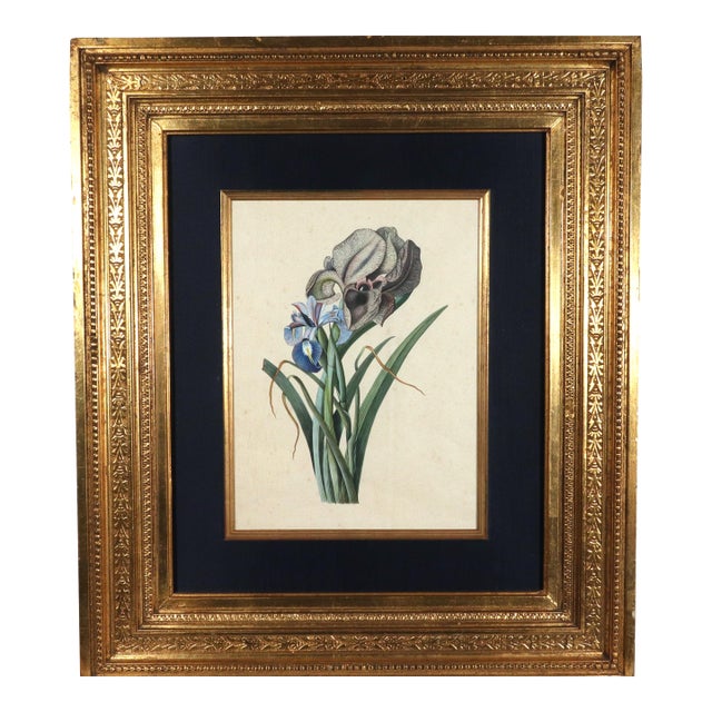 18th-Century Framed Watercolor of Mourning Iris and English Iris For Sale