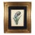 18th-Century Framed Watercolor of Mourning Iris and English Iris For Sale