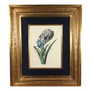 18th-Century Framed Watercolor of Mourning Iris and English Iris