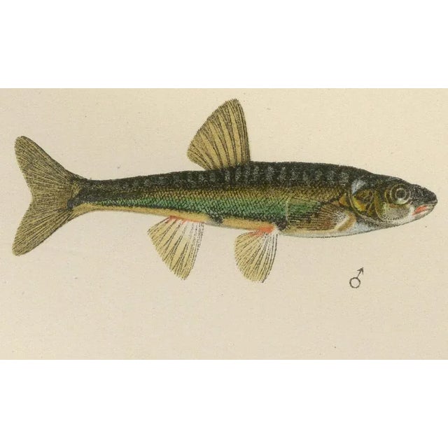 Wilhelm von Wrigh, Freshwater Fish from Scandinavia, 1895, Lithograph on Paper For Sale - Image 3 of 10