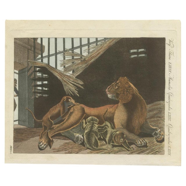 Bertuch, a Lioness and Her Cubs, 1810, Engraving For Sale - Image 3 of 9
