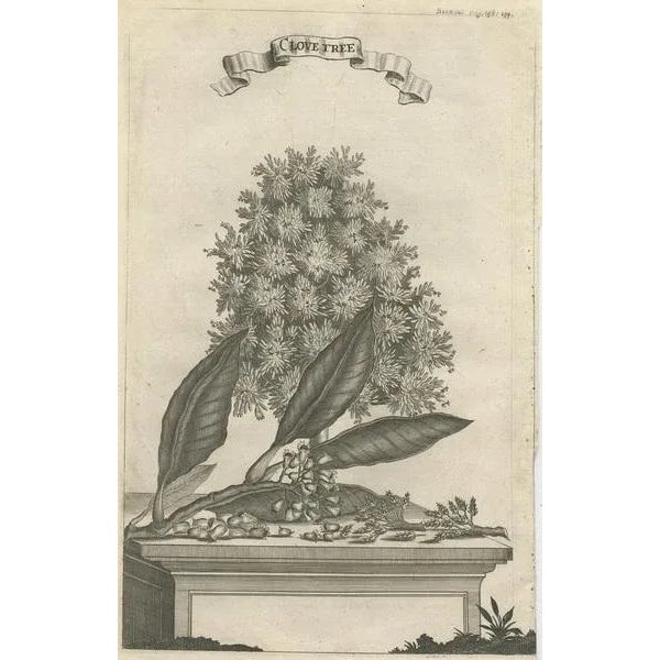 Clove Tree in the East Indies, 1659, Paper For Sale - Image 3 of 5