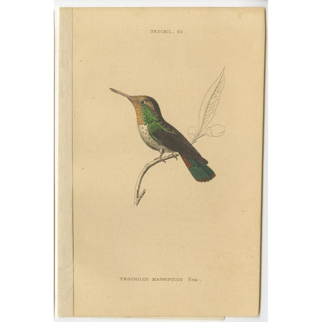 Jardine, Bird Illustrations Violet-Tufted Hummingbird, 1837, Print, Set of 8 For Sale - Image 9 of 10
