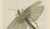 Bertuch, Giant Locust & Grasshopper, 1800, Engraving For Sale - Image 9 of 13