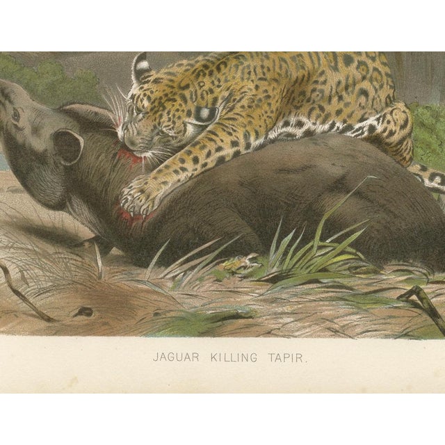 Paper After Wilhelm Kuhnert, Jaguar Killing Tapir, 1894, Paper For Sale - Image 7 of 9