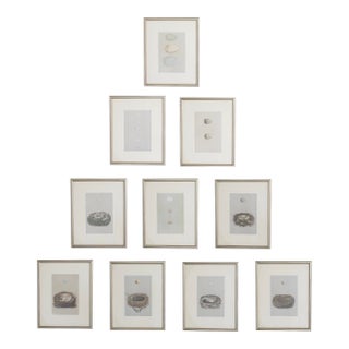 19th C. Hand Colored Egg & Nest Engravings From England, Framed Reproduction - Set of 10 For Sale