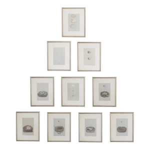 19th C. Hand Colored Egg & Nest Engravings From England, Framed Reproduction - Set of 10