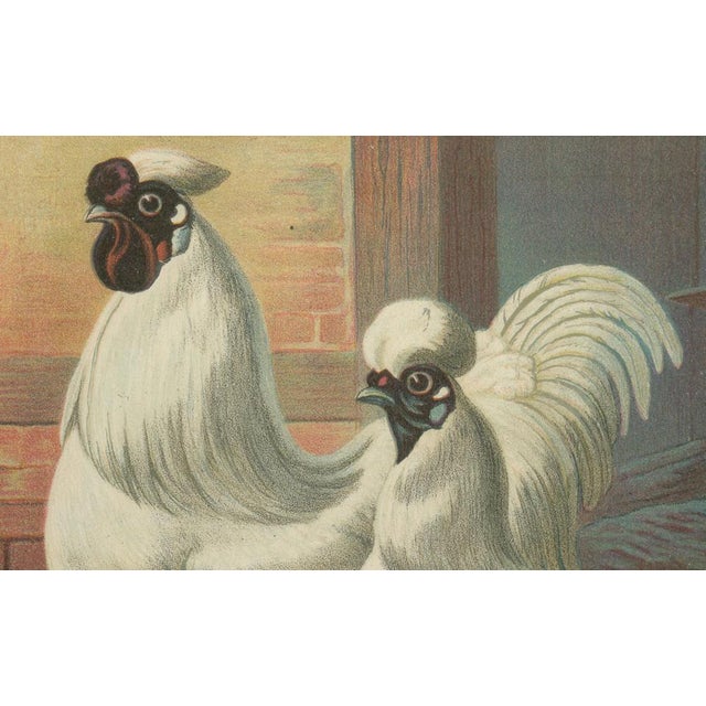 The Enchanting Japanese Silkie Chicken, 1888, Print For Sale - Image 4 of 10