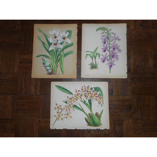 Printmaking Materials Antique 19th Century Orchid Lithographs-Set of 3 For Sale - Image 7 of 7