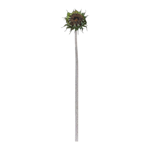 Bring the beauty of nature indoors with this stunning set of Brown Sunflower Stems. Featuring rich earthy tones of green...