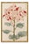 Asian Spider Mum by Hasegawa, Vintage Japanese Botanical Art Print, 16" X 24" For Sale In Buffalo - Image 6 of 9