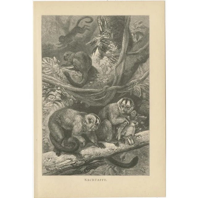 Brehm, Monkey Prints, 1890, Paper, Set of 5 For Sale - Image 6 of 7