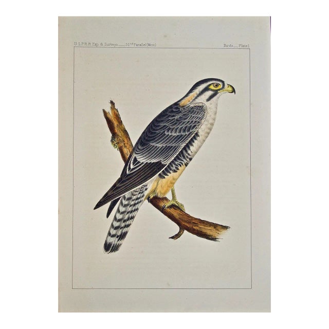 "Alpomado Falcon" Hand Colored Bird Lithograph From Usprr Exploration & Survey, 1859 For Sale