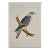 "Alpomado Falcon" Hand Colored Bird Lithograph From Usprr Exploration & Survey, 1859 For Sale