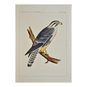 "Alpomado Falcon" Hand Colored Bird Lithograph From Usprr Exploration & Survey, 1859