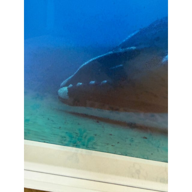 Brian Skerry North Atlantic Whale Photography For Sale - Image 11 of 12