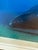 Brian Skerry North Atlantic Whale Photography For Sale - Image 11 of 12