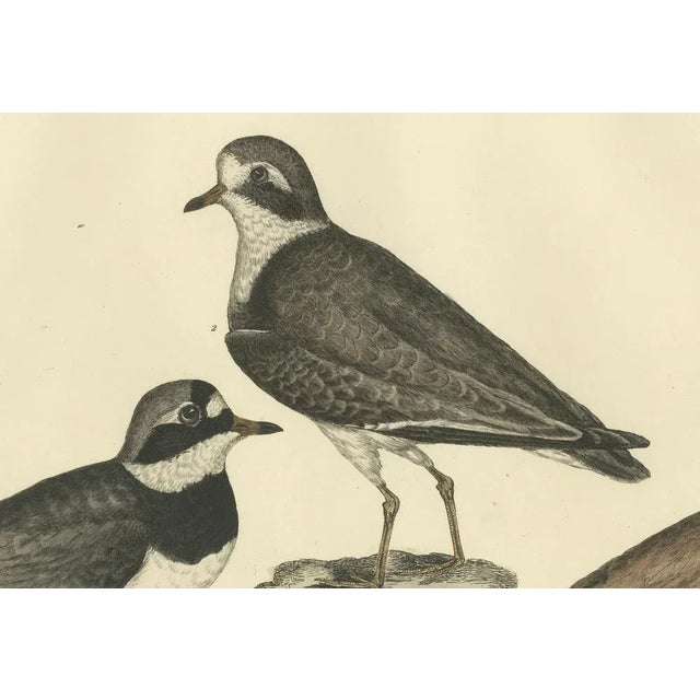 Prideaux John Selby, Plovers in Contrast, Age and Species, 1826, Engraving For Sale - Image 6 of 7