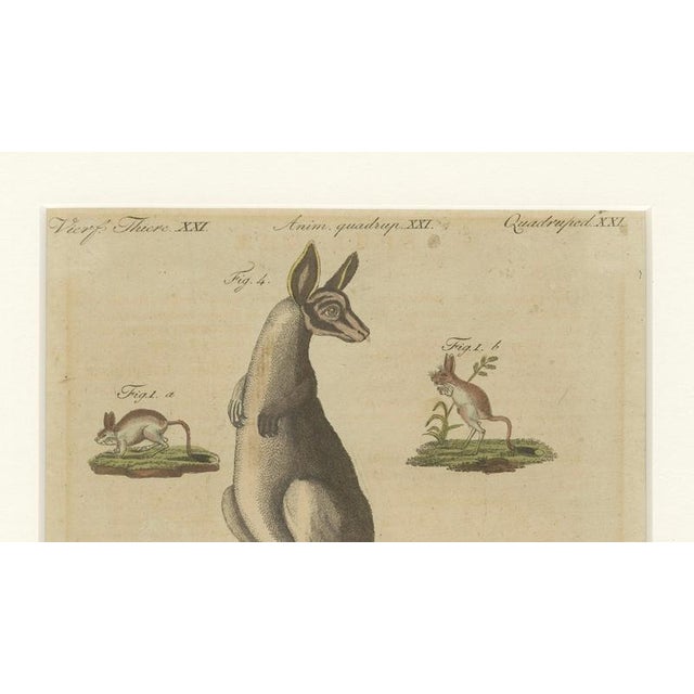 Paper Bertuch, Kangaroo, Wallaby & Hopping Mammals, 1795, Engraving For Sale - Image 7 of 10