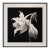 39' X 39' - 'Brugmansia Flower' #1 - Black and White Botanical Photography Print For Sale