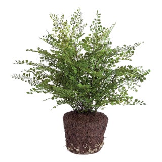 Maidenhair Drop-In 23" For Sale