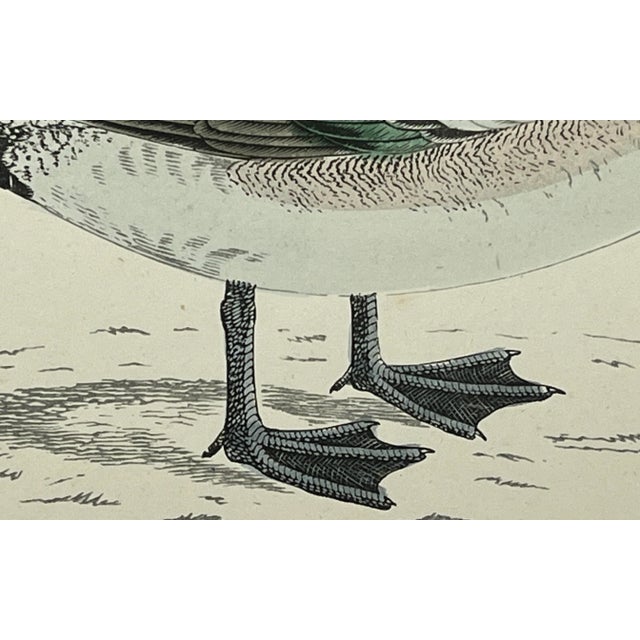 Antique Hand Tinted Bird Print From England Featuring an American Wigeon Duck - Circa 1888 For Sale - Image 9 of 12
