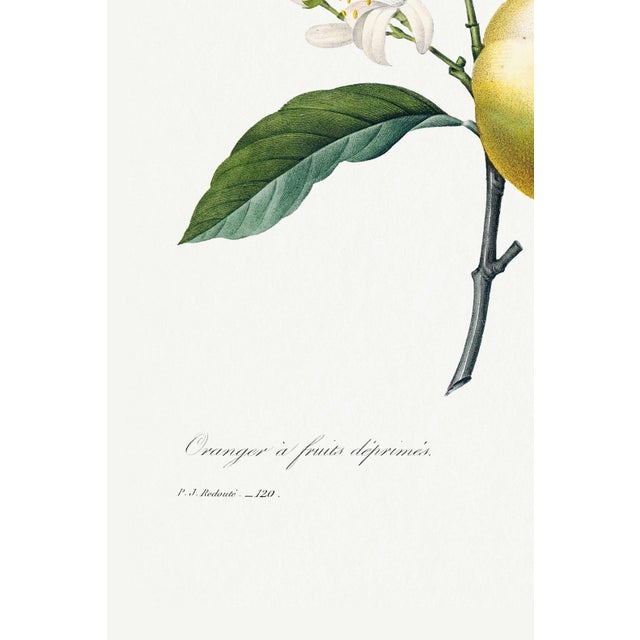 Not Yet Made - Made To Order Orange by Redouté, Vintage Botanical Art Print, 36" X 48" For Sale - Image 5 of 10