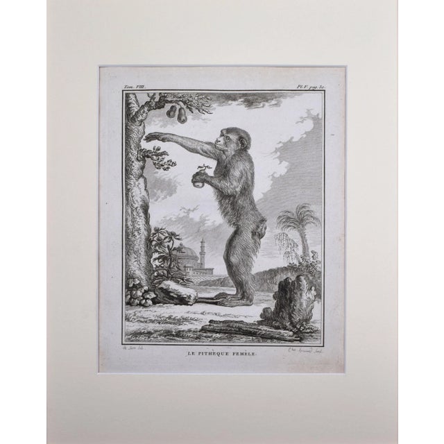 18th Century antique engraving of a Monkey. Presented in cream colored matting and a bronze-gold wood frame. Copper Plate...