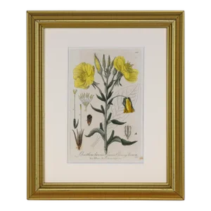19th Century Antique English Hand Colored Botanical Rose Print by William Baxter