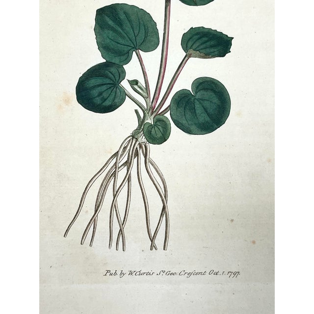 Illustration Antique Original Hand Colored Curtisi in Floral Botanical Etching c.1797 For Sale - Image 3 of 4