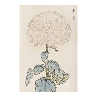 White Chrysanthemum by Hasegawa, Vintage Japanese Botanical Art Print, 12" X 18" For Sale