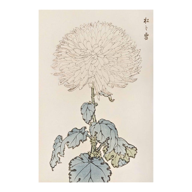 White Chrysanthemum by Hasegawa, Vintage Japanese Botanical Art Print, 12" X 18" For Sale