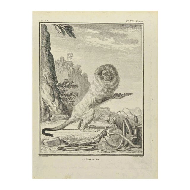 Jean Charles Baquoy, Le Marikina, Etching, 1771 For Sale