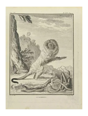 Jean Charles Baquoy, Le Marikina, Etching, 1771