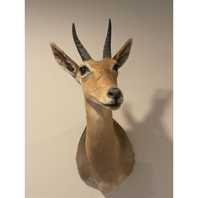 Late 20th Century Reedbuck Shoulder Mount Taxidermy Hunting Trophy For Sale - Image 12 of 12