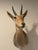 Late 20th Century Reedbuck Shoulder Mount Taxidermy Hunting Trophy For Sale - Image 12 of 12