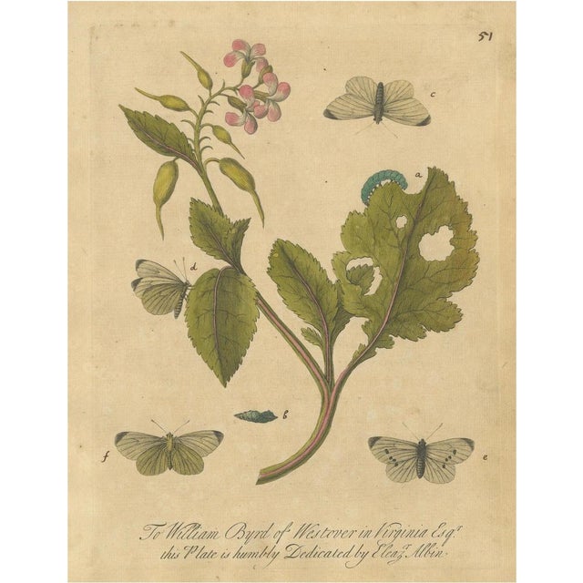 E. Albin, Butterfly Life Cycle on Flowering Plant, Hand-Colored Engraving, 1720 For Sale - Image 9 of 9