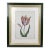 Antique Botanical Print Admiral Van Enkhuizen Tulip by Paul Theodor Van Brussel For Sale