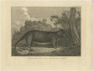 James Cook, Opossum, 1803, Paper
