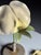 German Botanical Flower Model, 1900 For Sale - Image 13 of 18