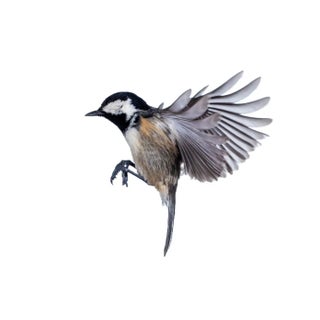Jose A. Bernat Bacete, Close-Up of Tannenmeise (Periparus Ater) Coal Tit, in Flight on a White Background, Photographic Paper For Sale