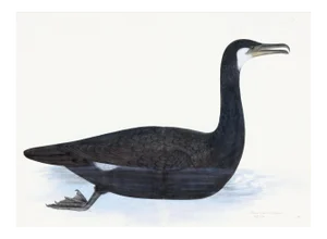 Cormorant Plate 10 by Olof Rudbeck (Cfa-Wd)