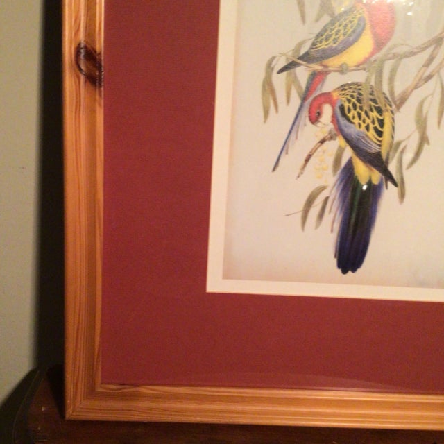 Eastern Rosella Birds on Tree Framed Lithograph by John Gould For Sale - Image 9 of 13