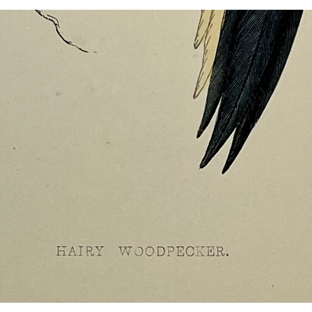 Antique Hand Tinted Bird Print From England Featuring a Black & Red Hairy Woodpecker - Circa 1880 For Sale - Image 9 of 11