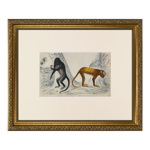 19th Century Antique English Monkey Engraving For Sale