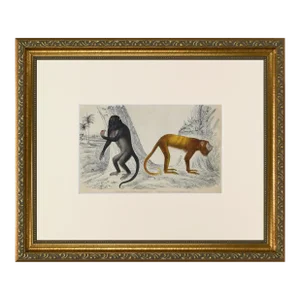 19th Century Antique English Monkey Engraving